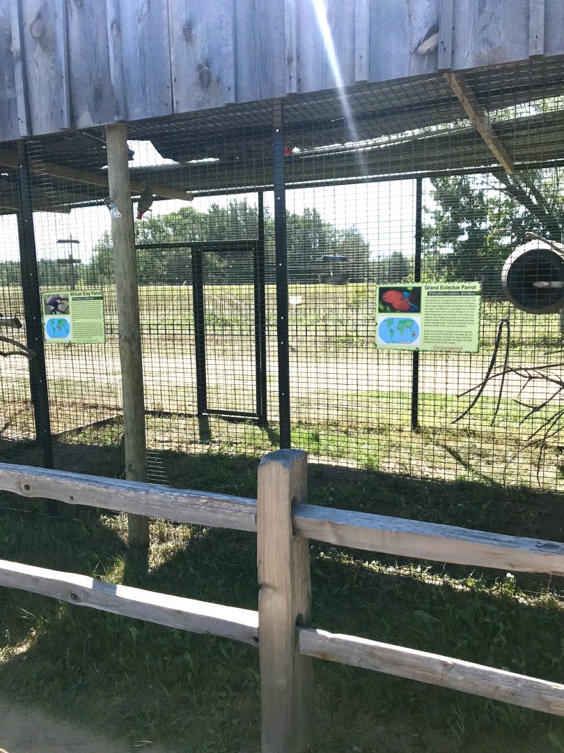 World of birds- African grey parrot/ grand eclectus parrot exhibit