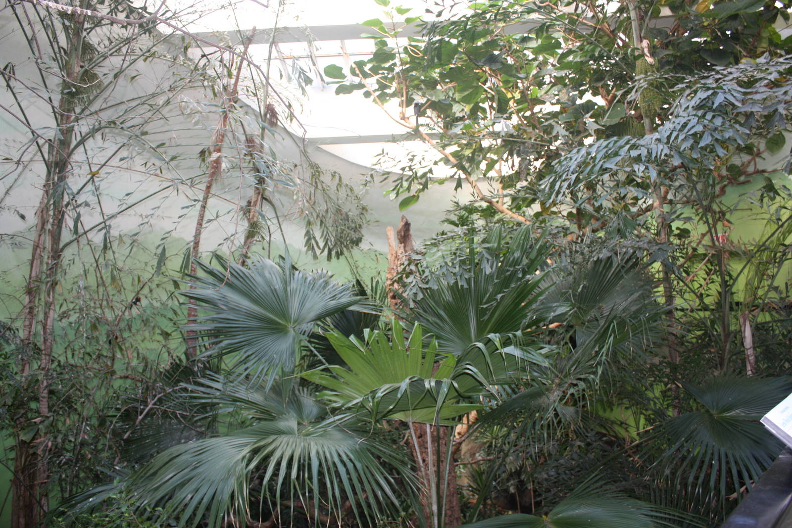 World of Birds- African Rainforest