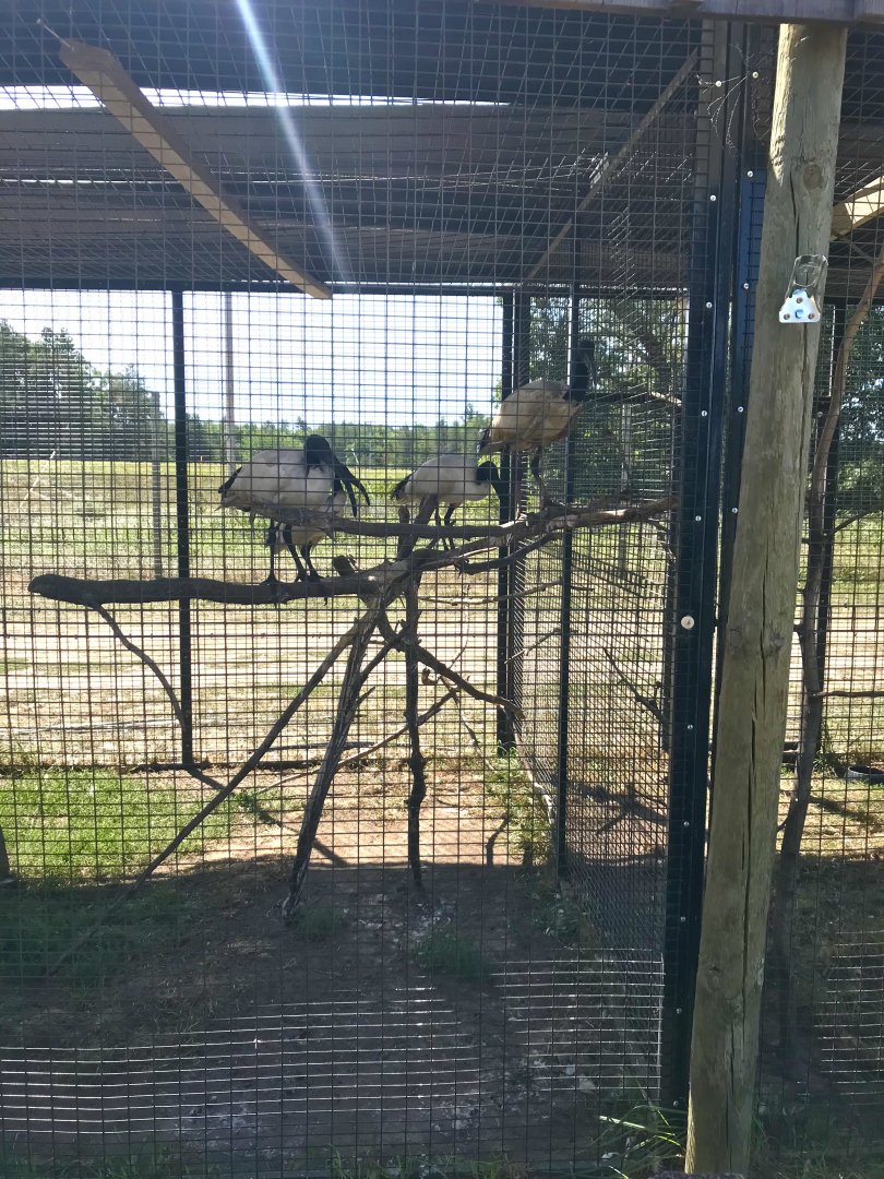 World of birds- African sacred ibis exhibit