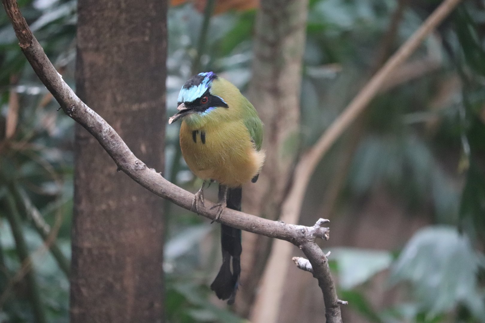 World of Birds Amazonian Motmot