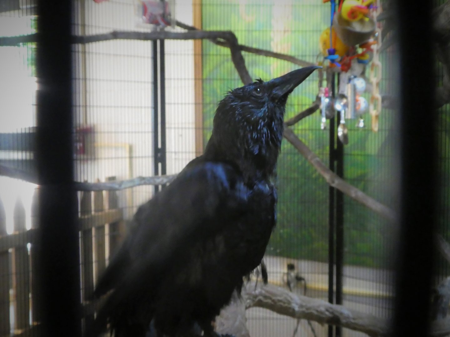 World of Birds - American Crow