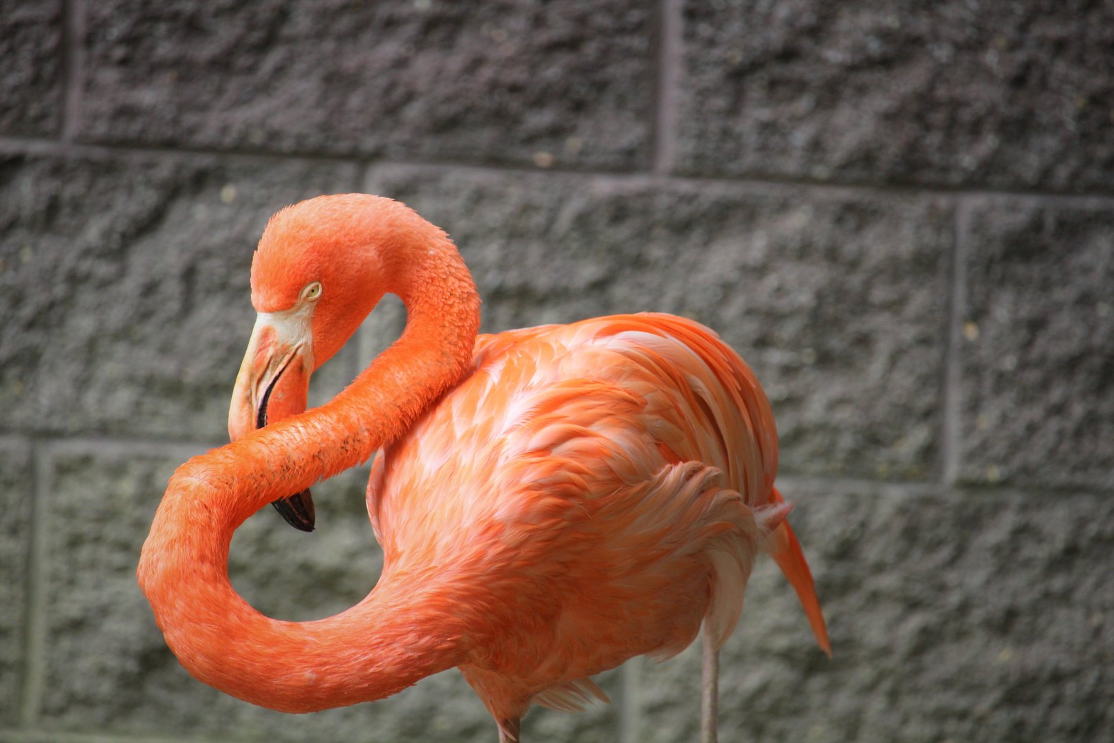 World of Birds - American Flamingo