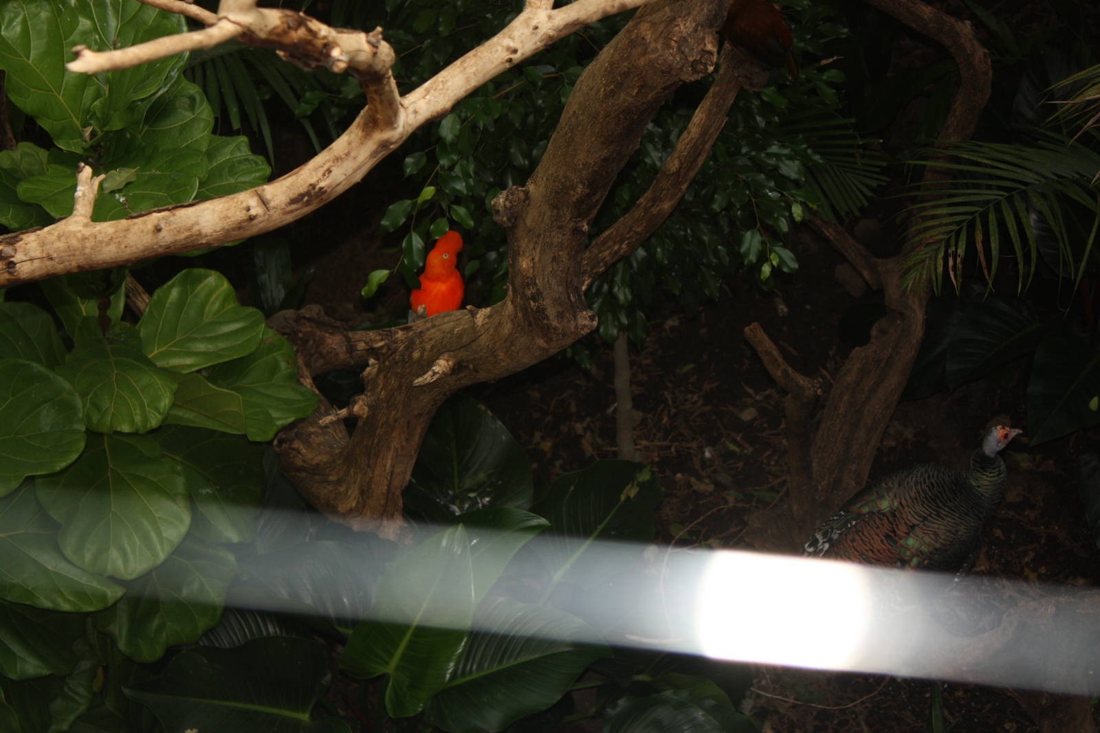 World of Birds- Andean Cock-of-the-Rock