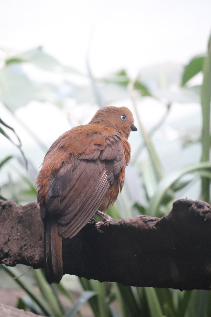 World of Birds - Andean Cock-of-the-Rock