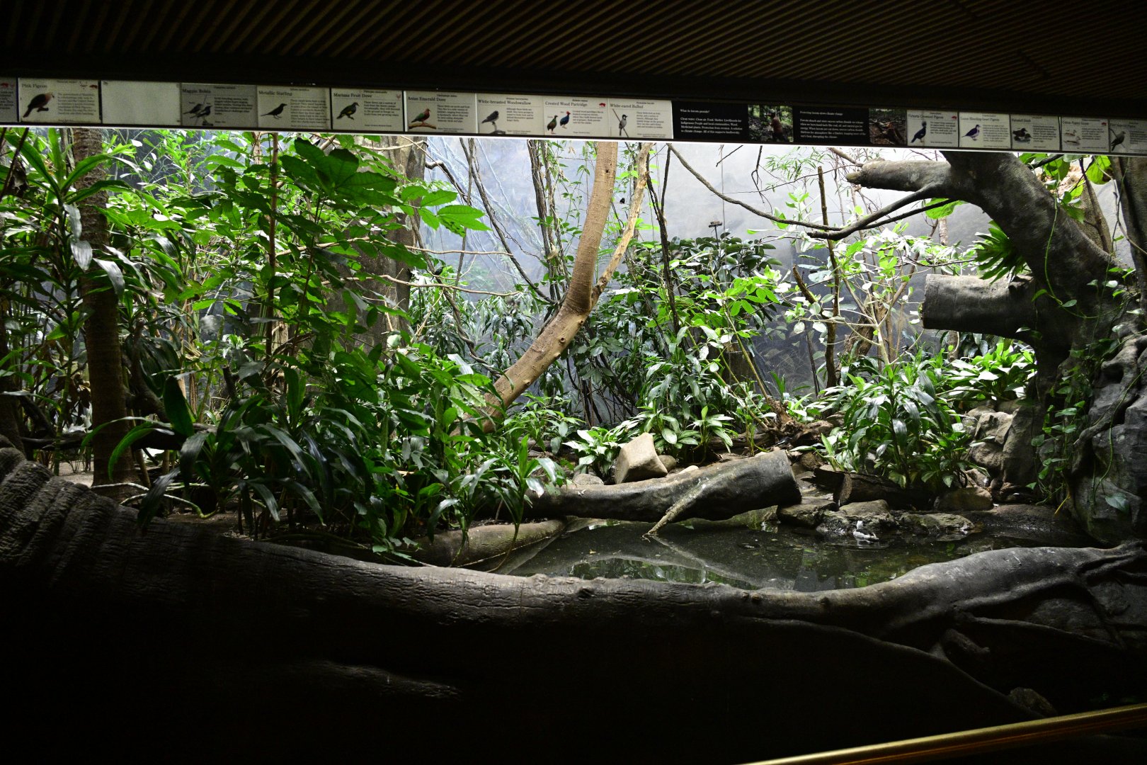 World of Birds - Asian Tropical Forest Exhibit