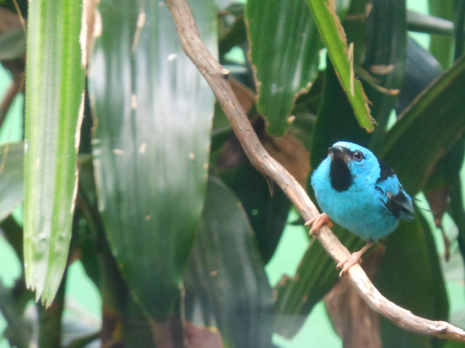World of Birds at Bronx Zoo-Small Blue and Black Bird