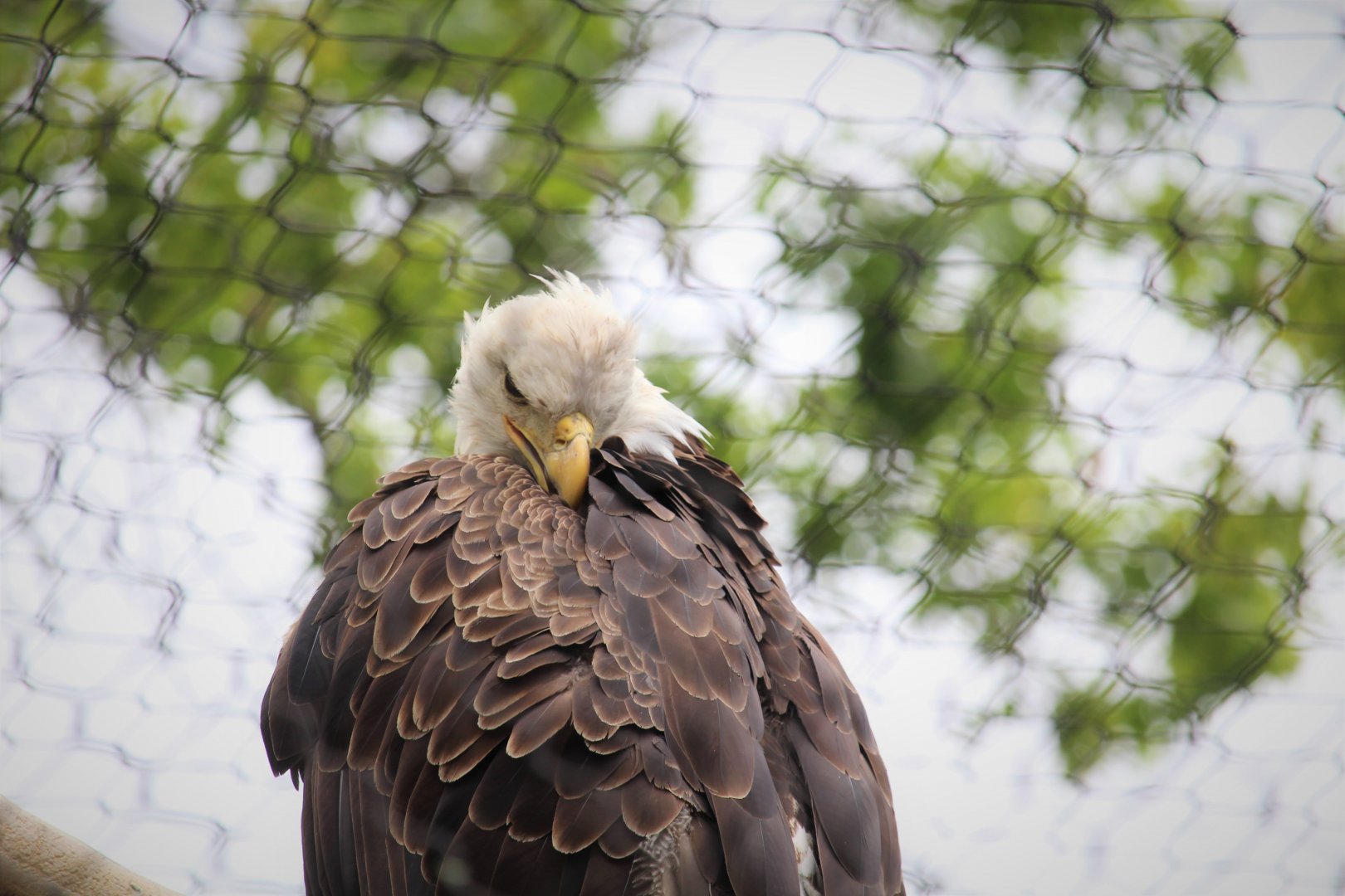 World of Birds - Bald Eagle