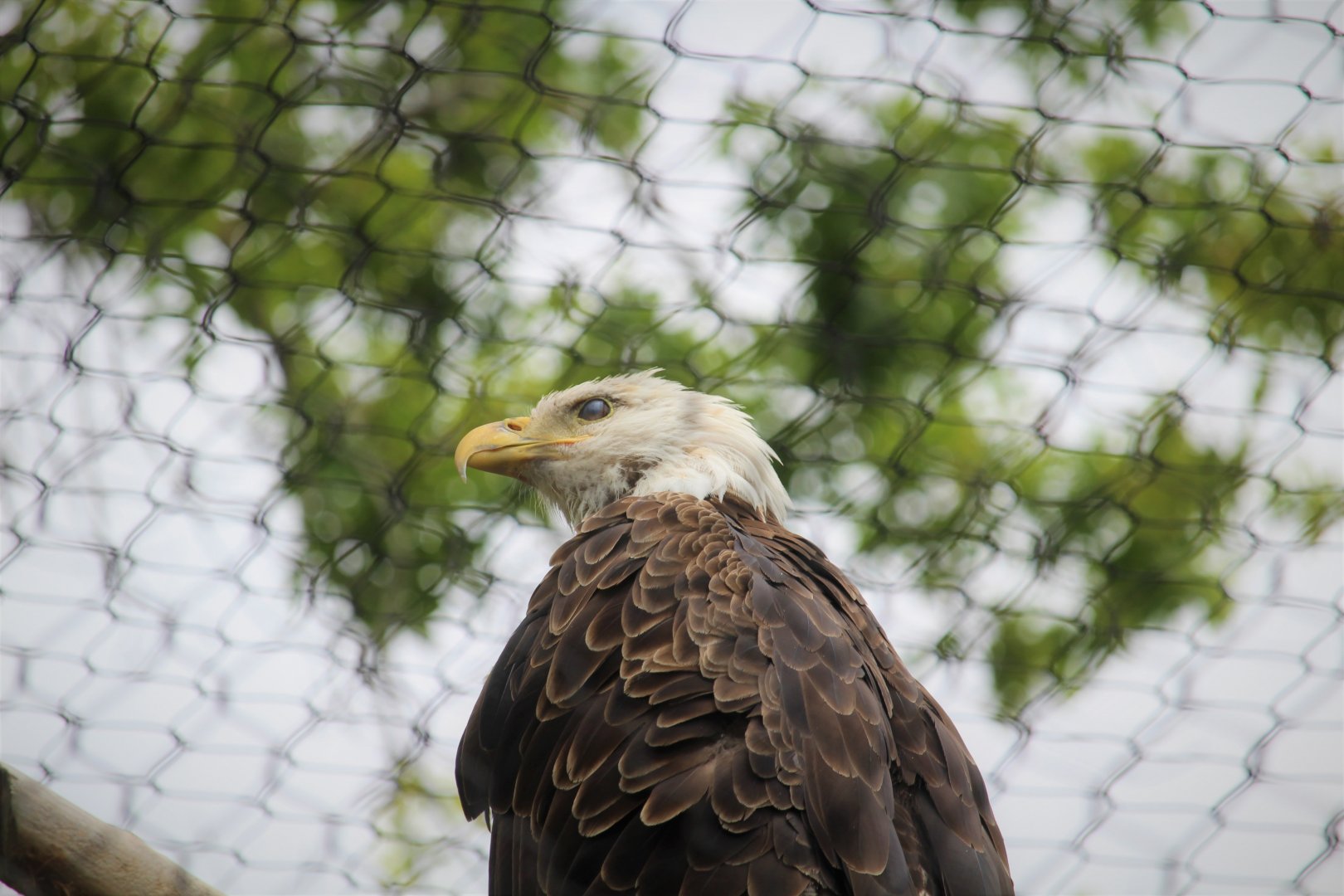 World of Birds - Bald Eagle