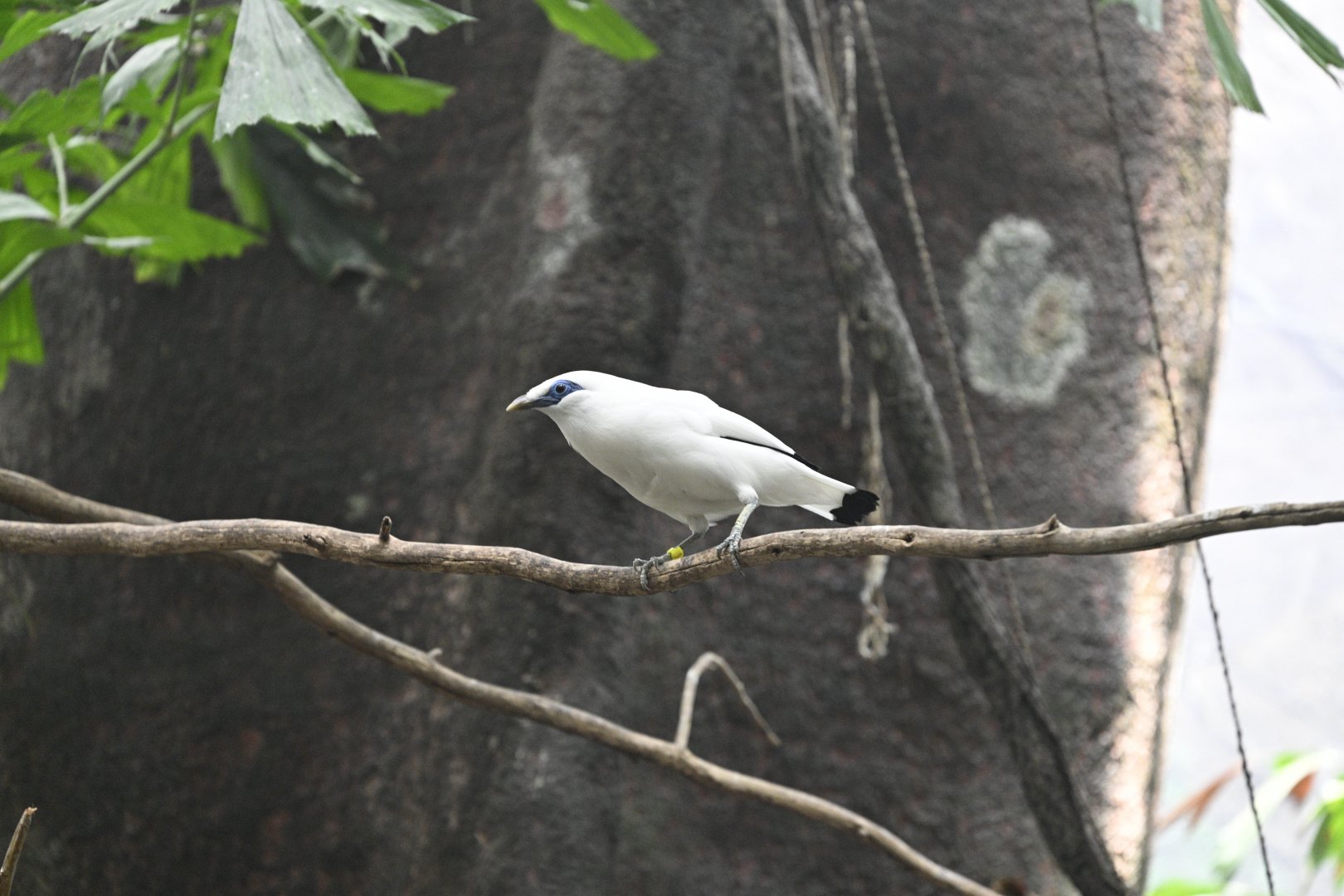 World of Birds - Bali Myna (Leucopsar rothschildi)