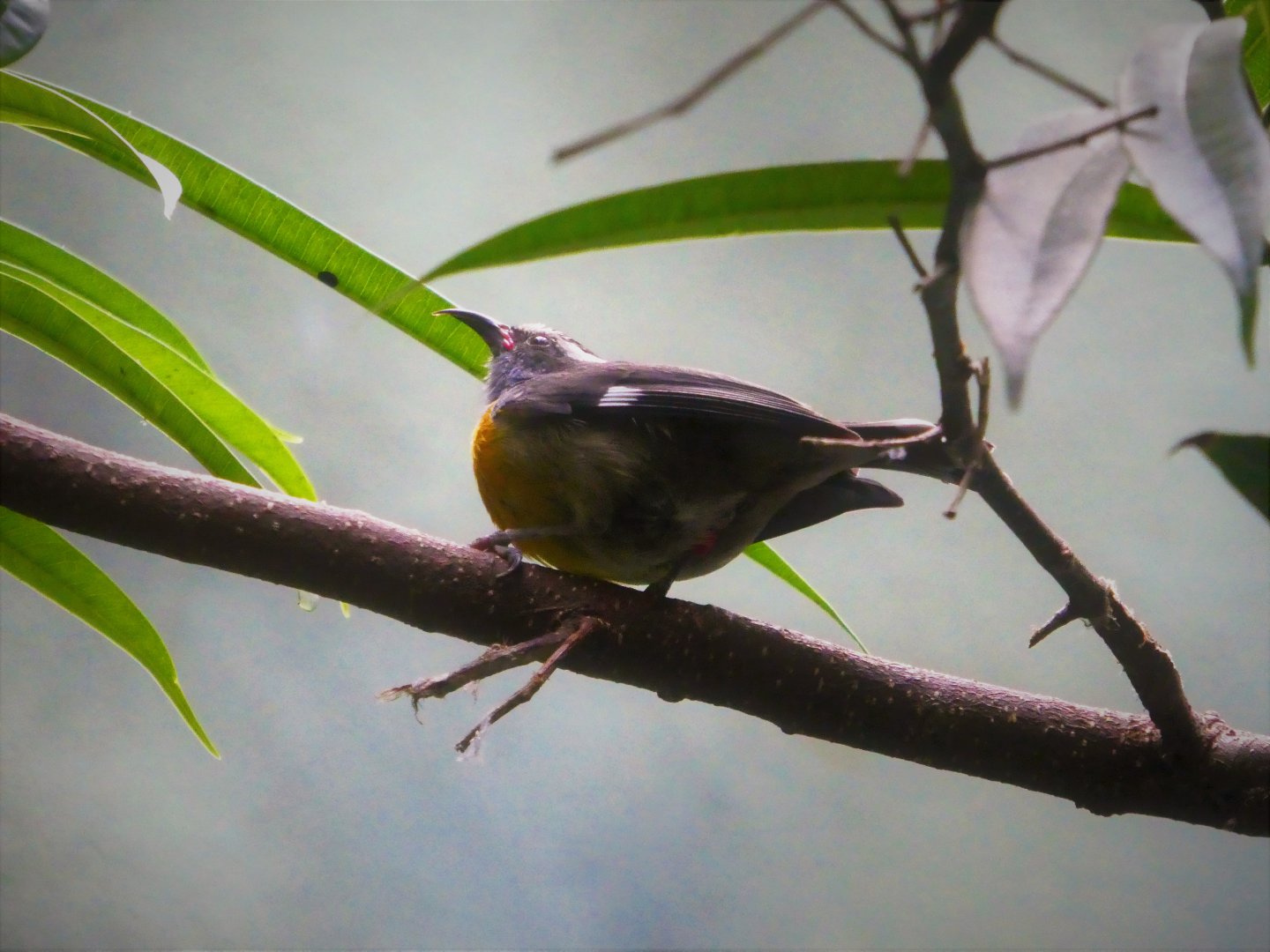 World of Birds - Bananaquit