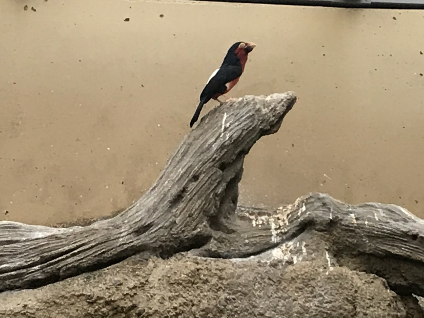 World of Birds - Bearded barbet 290118