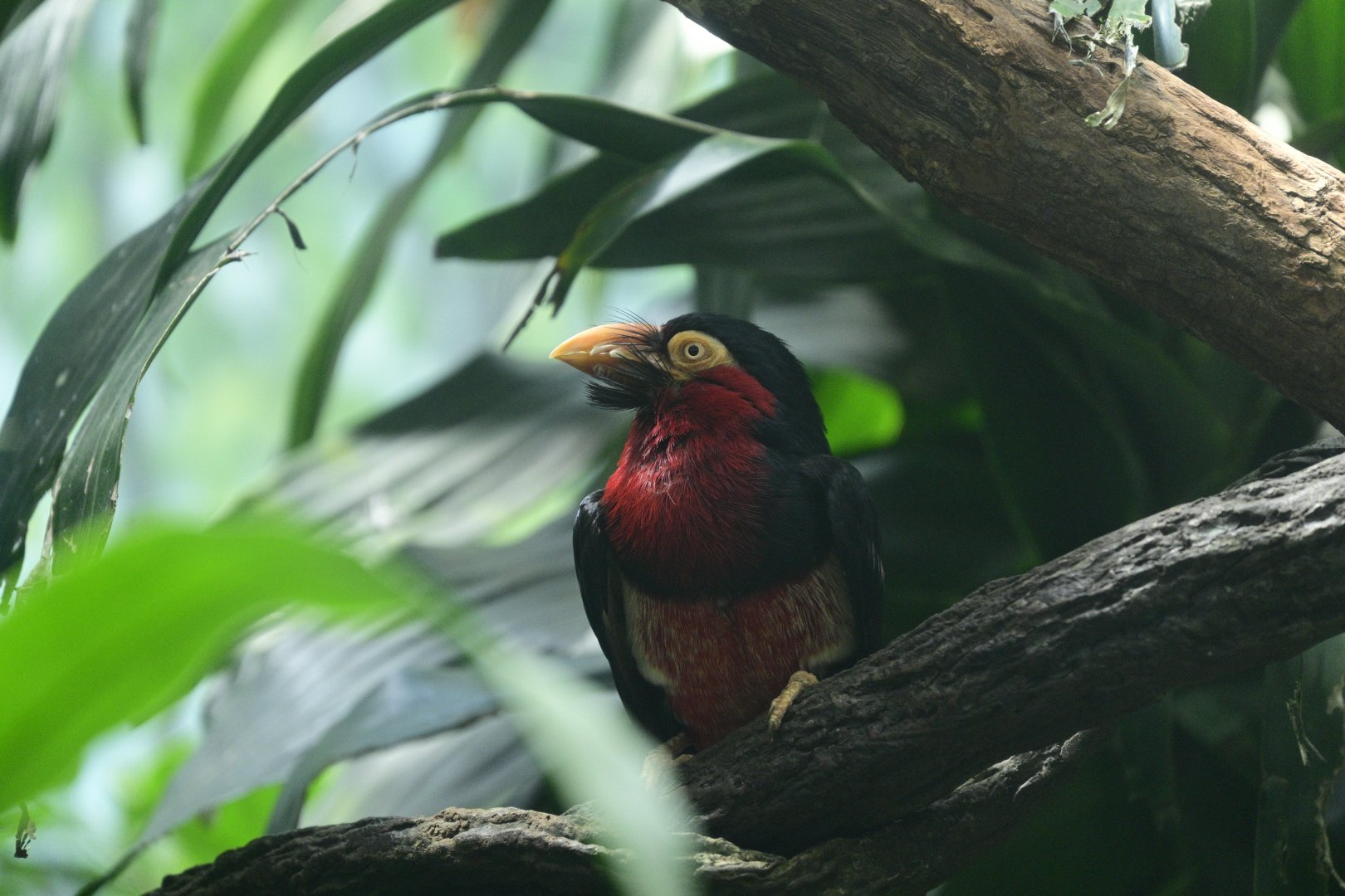 World of Birds - Bearded Barbet (Pogonornis dubius)