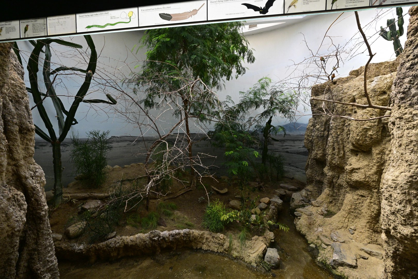 World of Birds - Bee-eater Exhibit