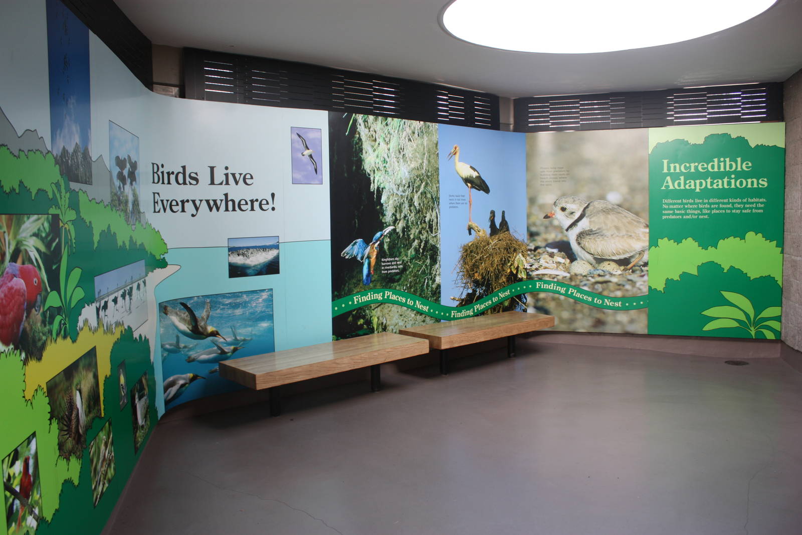 World of Birds- Bird Adaptations