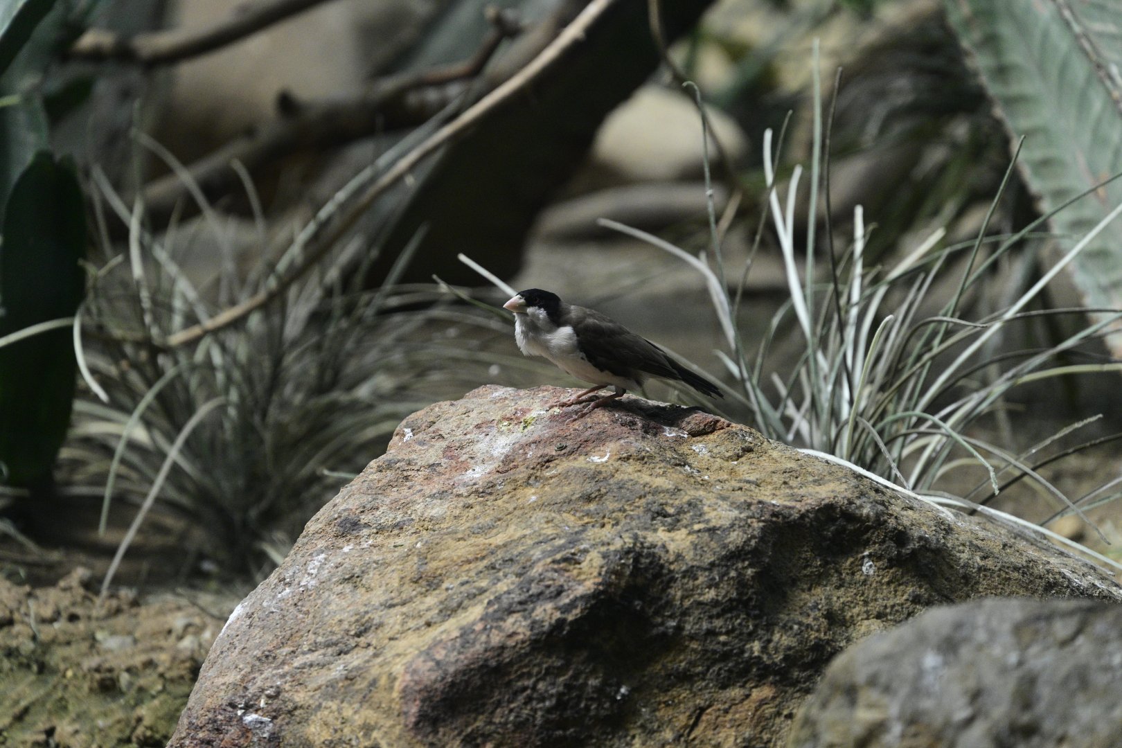World of Birds - Black-capped Social-Weaver (Pseudonigrita cabanisi)