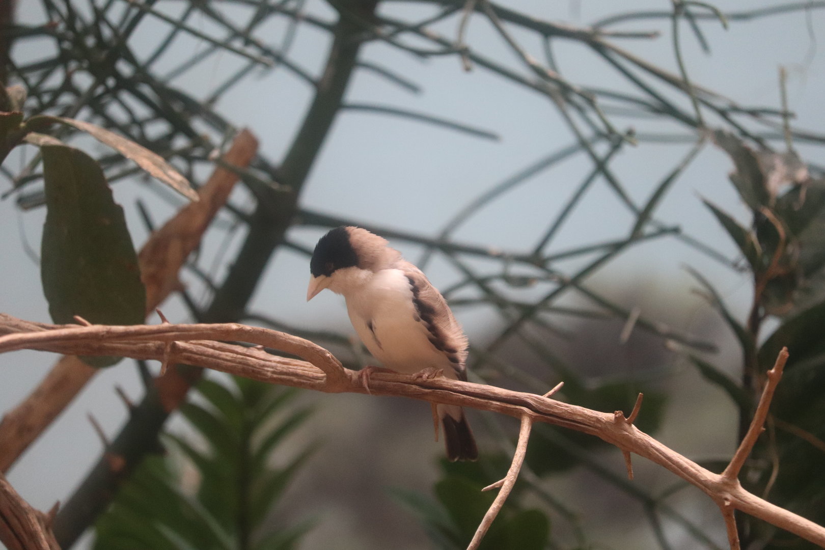 World of Birds - Black-Capped Social Weaver