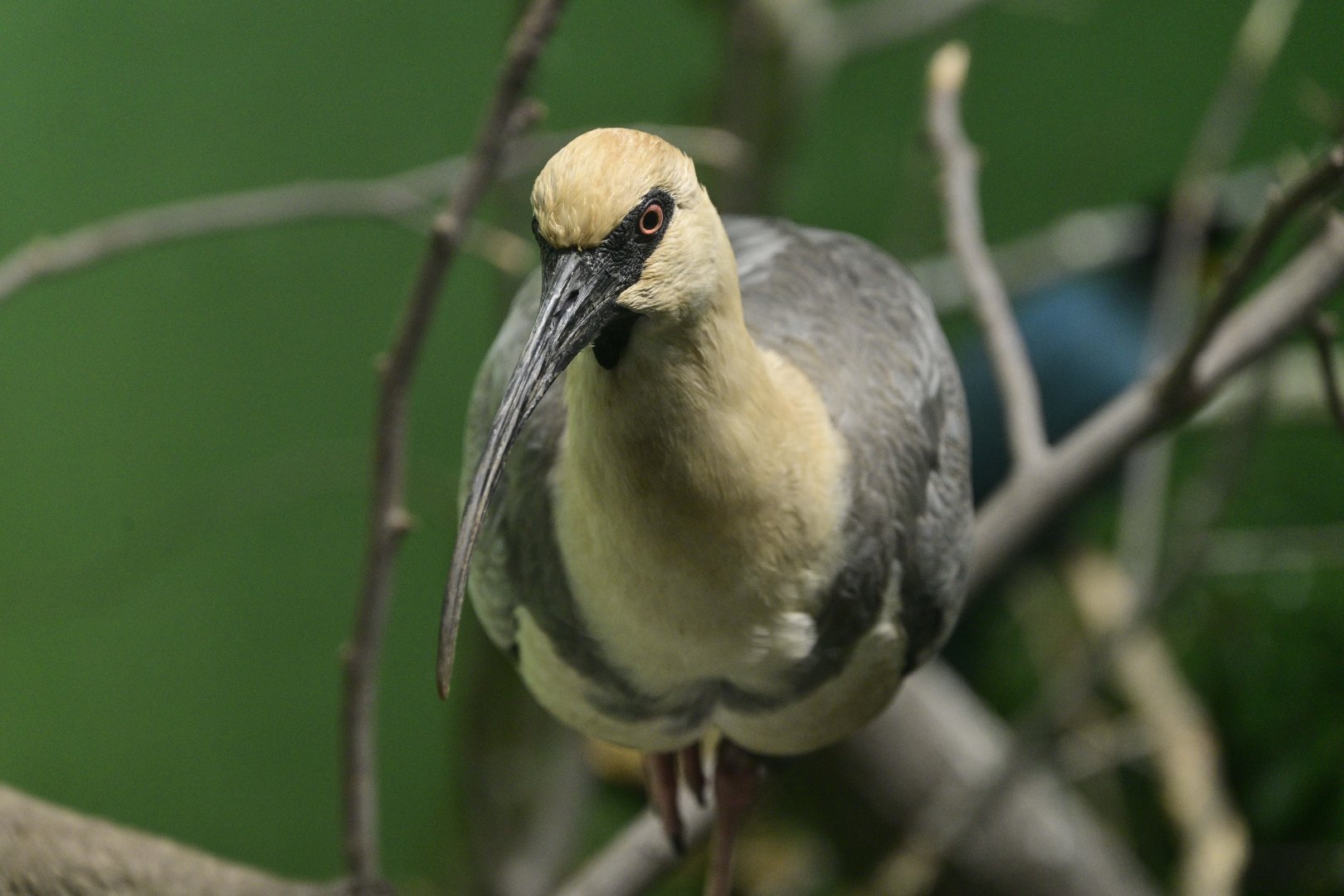 World of Birds - Black-faced Ibis (Theristicus melanopis)