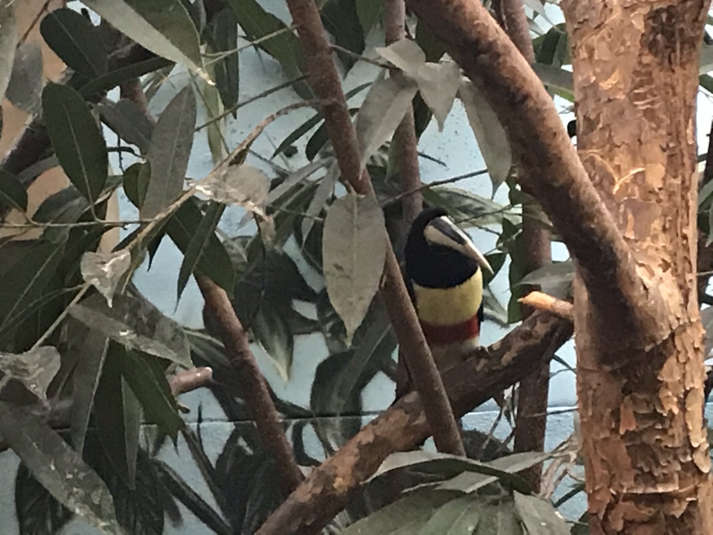 World of Birds - Black-necked aracari 290118