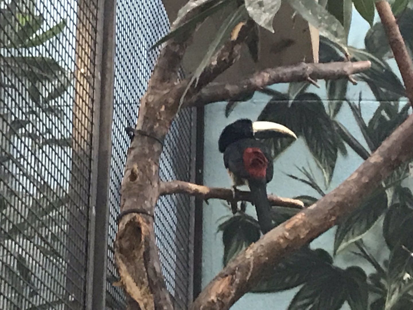 World of Birds - Black-necked aracari 290118