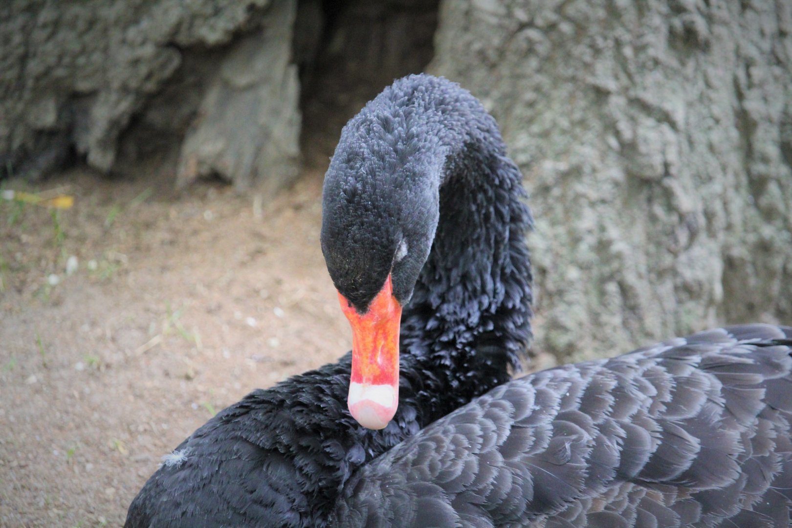 World of Birds - Black Swan