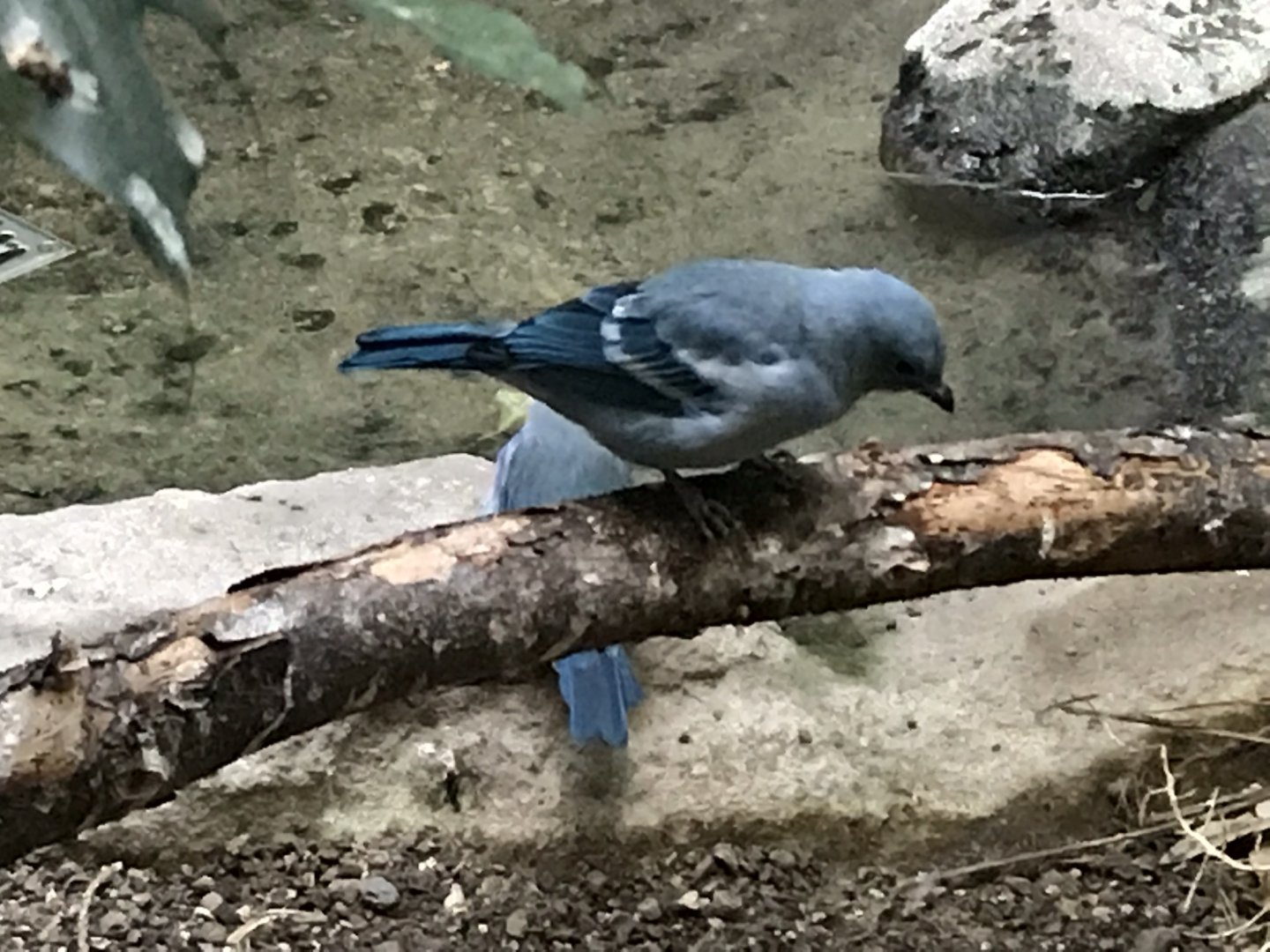 World of Birds - Blue-grey tanager 290118