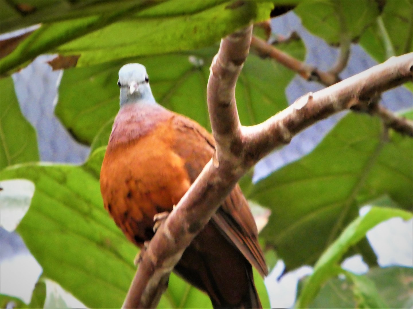 World of Birds - Blue-headed Wood-Dove
