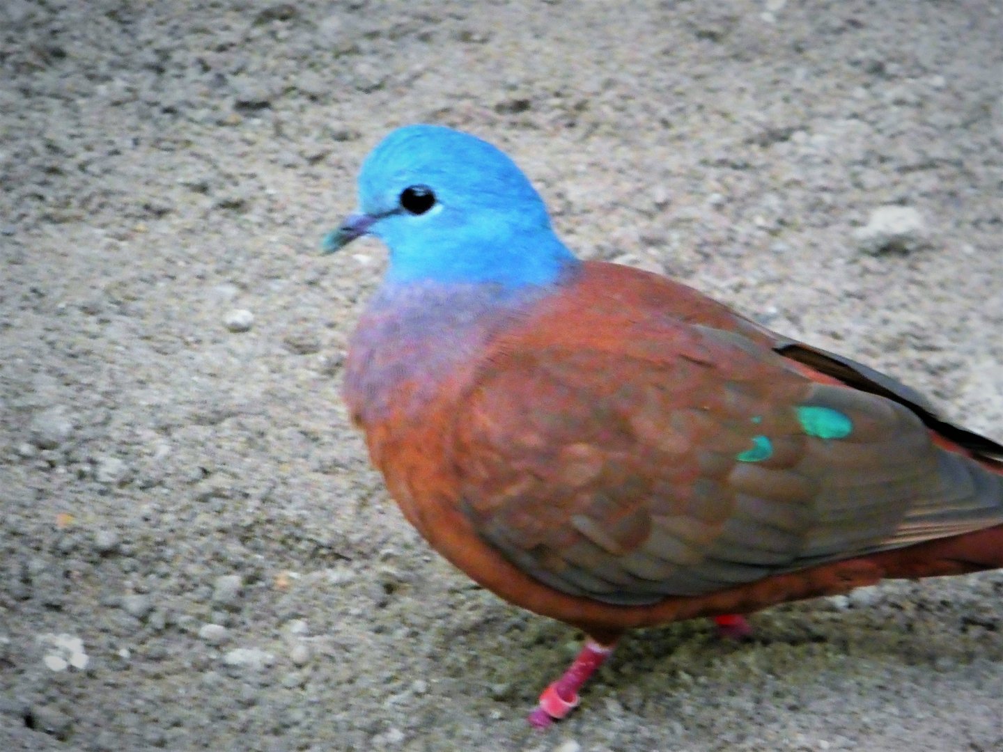 World of Birds  - Blue-headed Wood-Dove