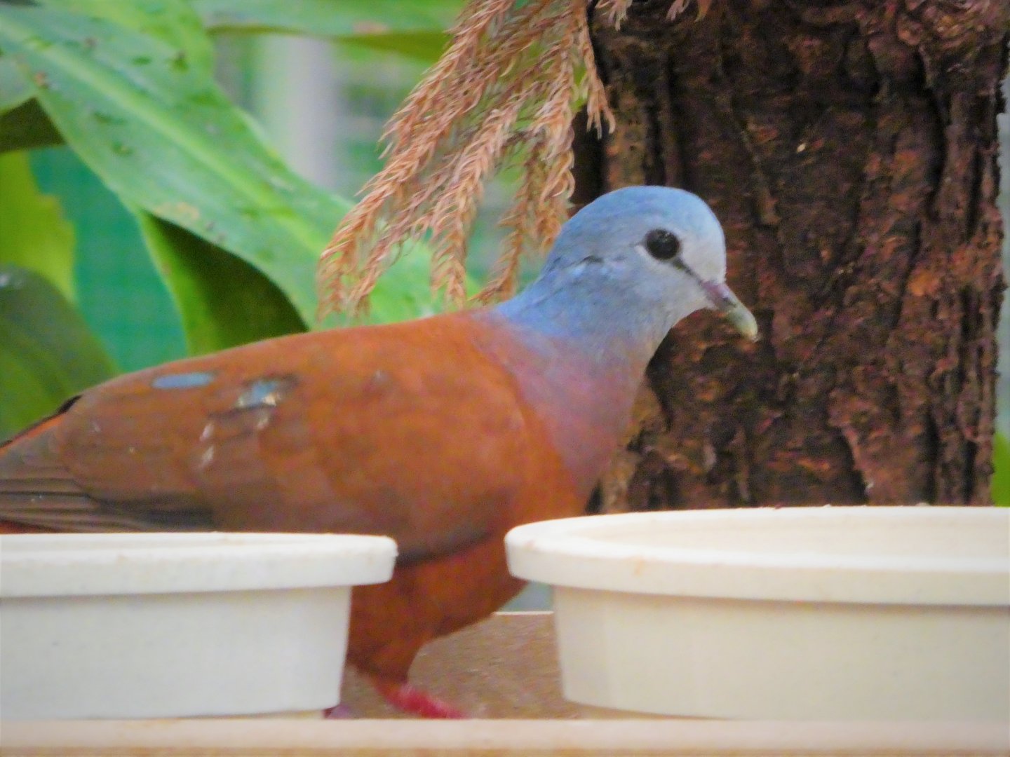 World of Birds - Blue-headed Wood-Dove