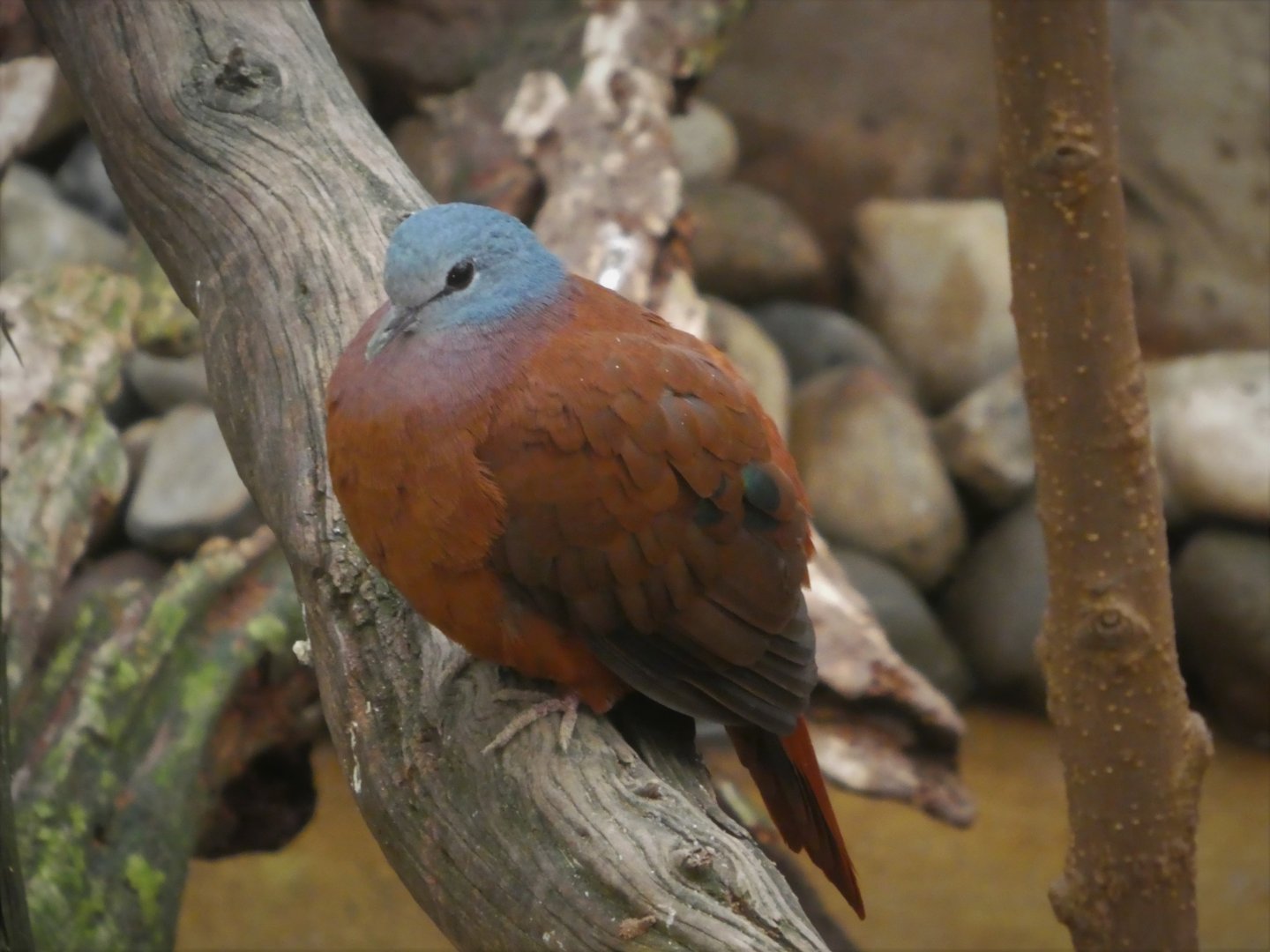 World of Birds - Blue-headed Wood-Dove