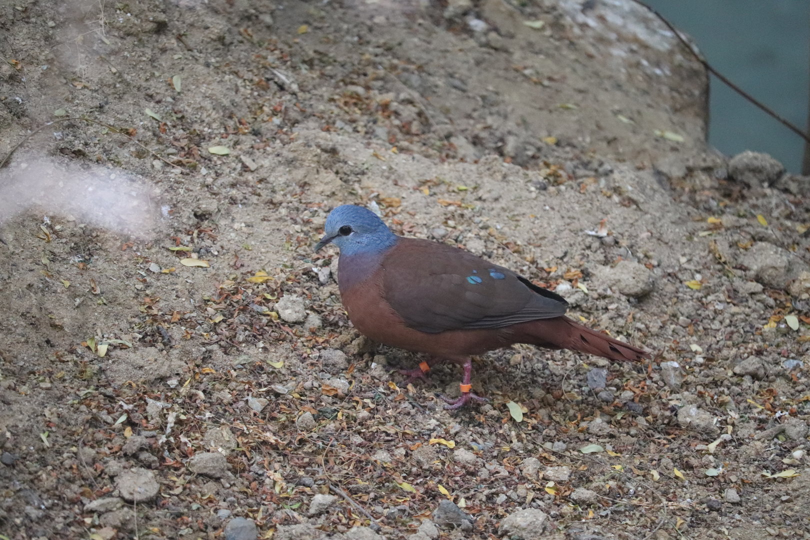 World of Birds - Blue-Headed Wood Dove