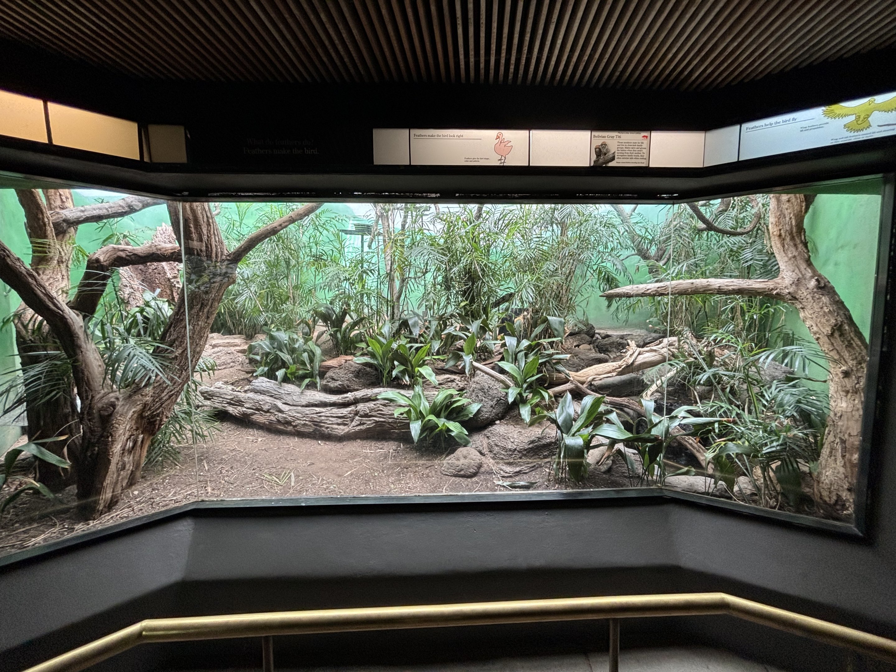 World of Birds - Bolivian Gray Titi Monkey Exhibit