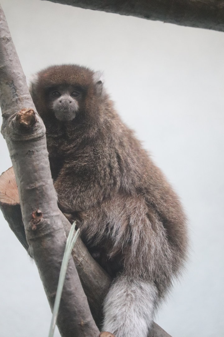 World of Birds - Bolivian Gray Titi Monkey