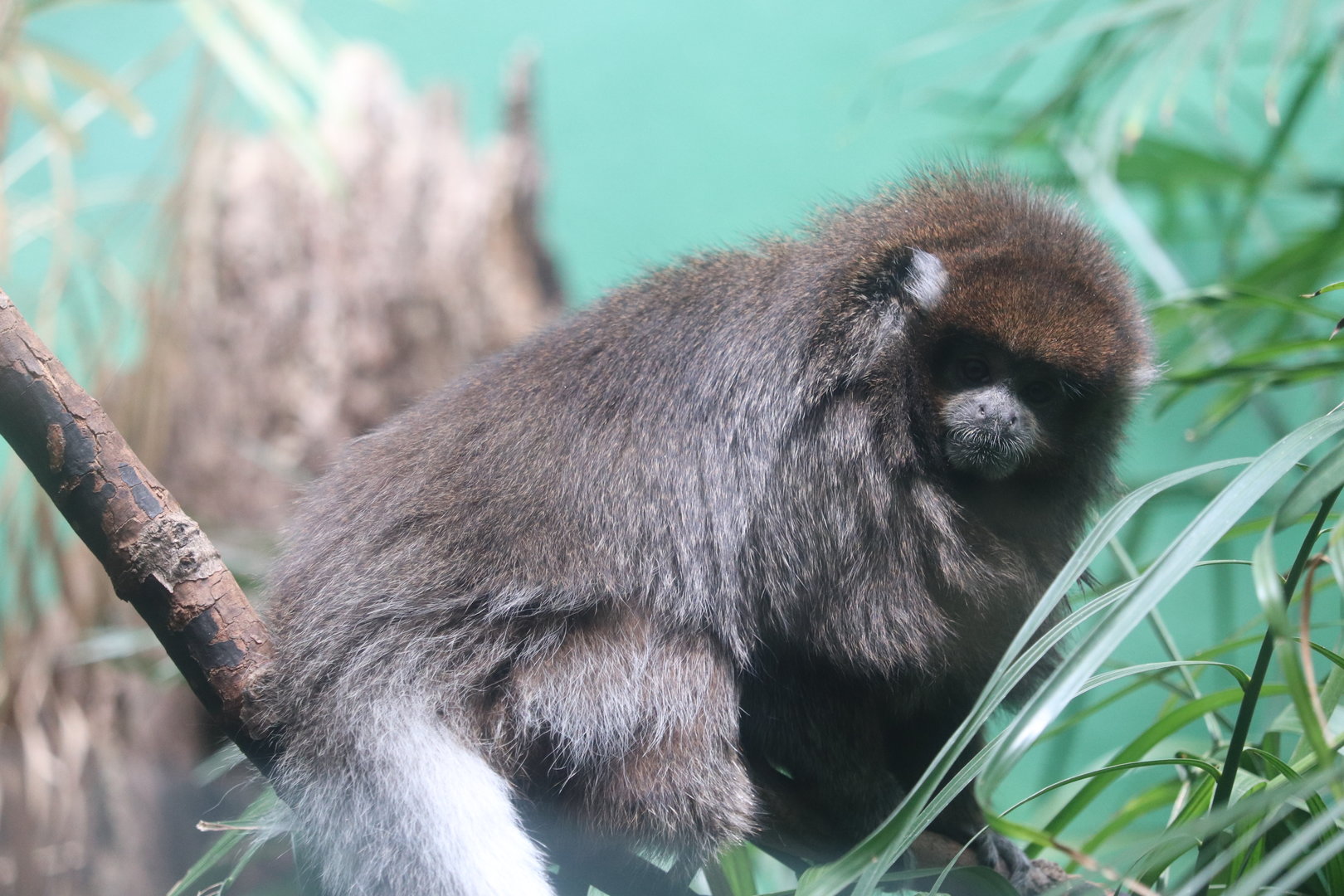 World of Birds - Bolivian Gray Titi Monkey
