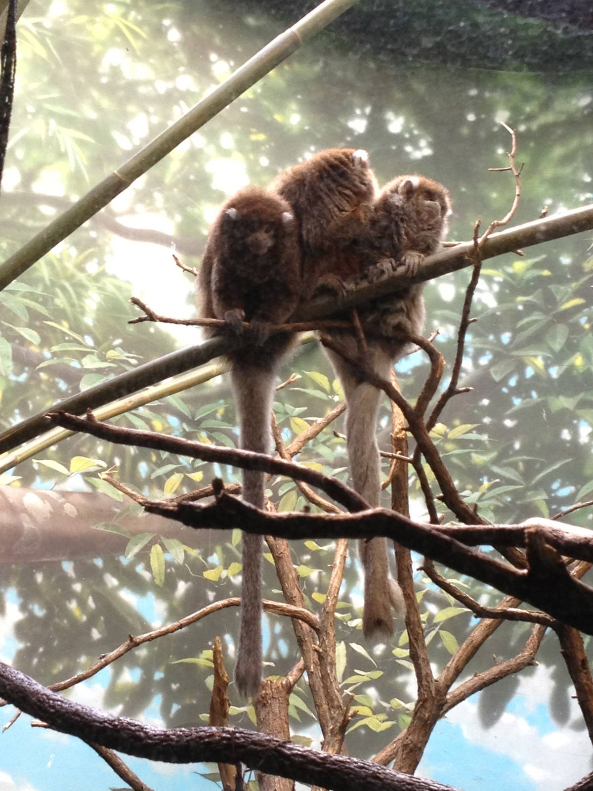 World of Birds - Bolivian Gray Titis