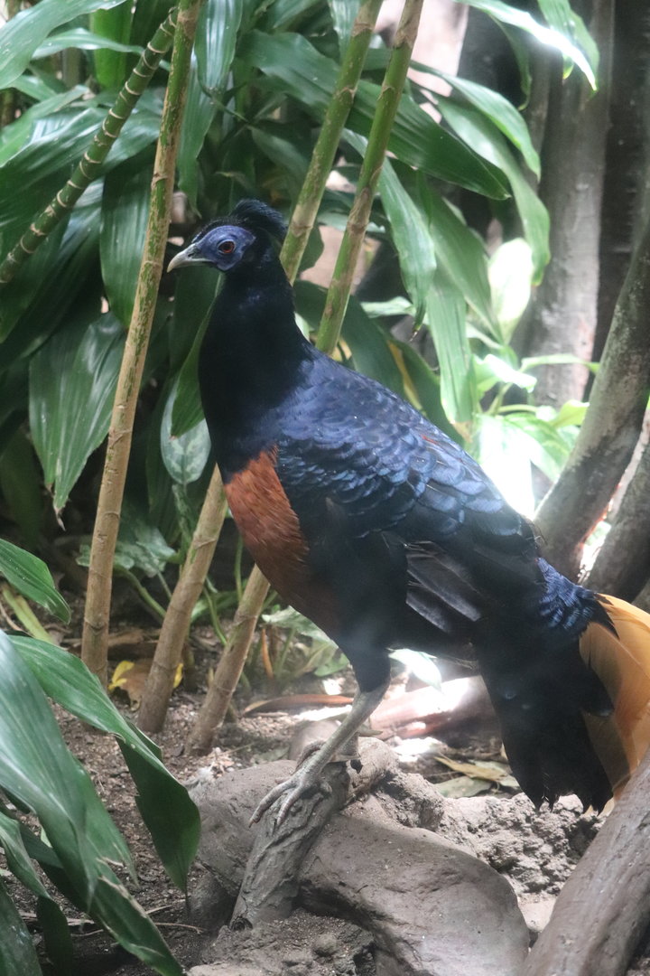 World of Birds - Bornean Crested Fireback