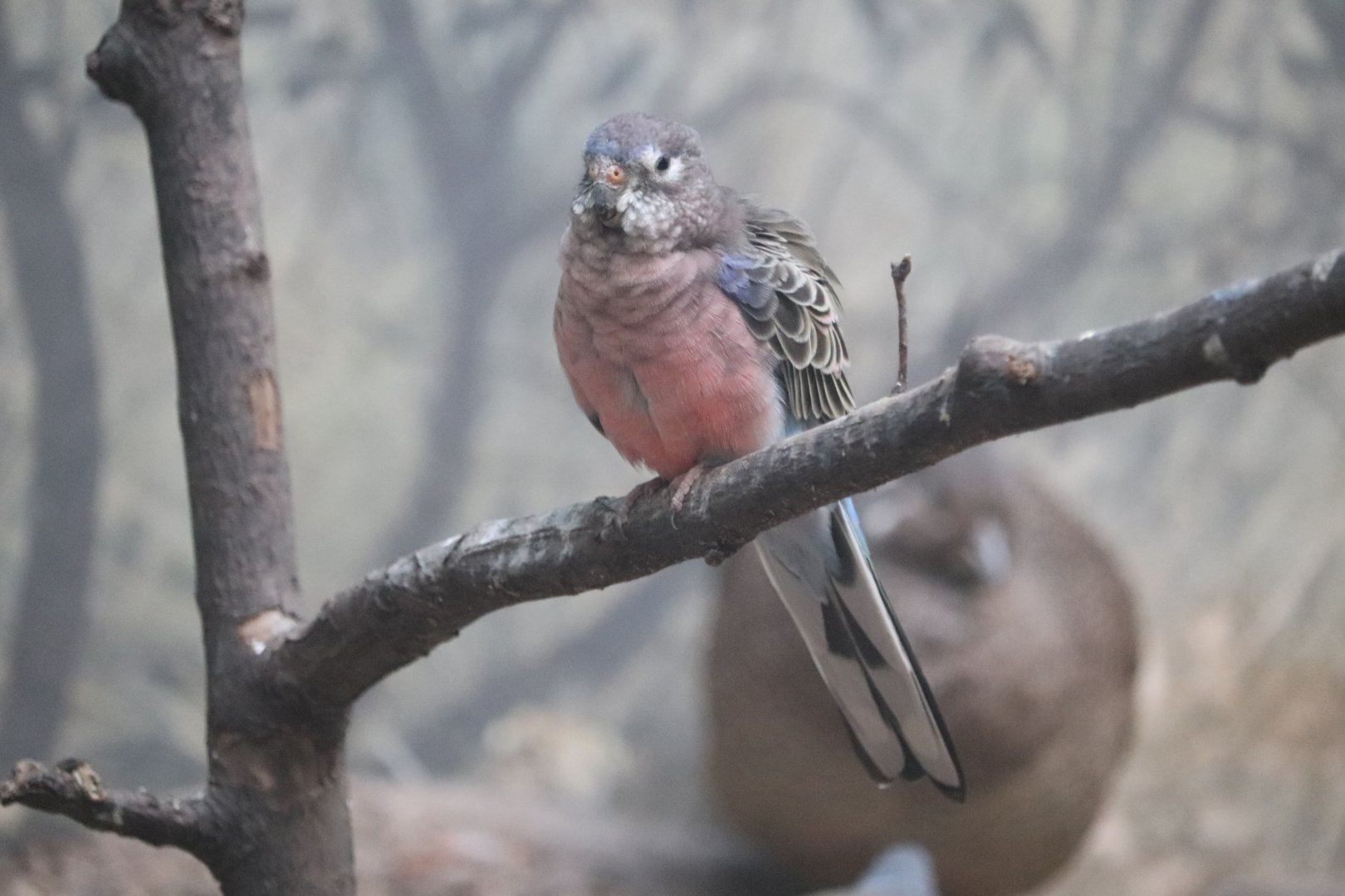 World of Birds - Bourke's Parrot