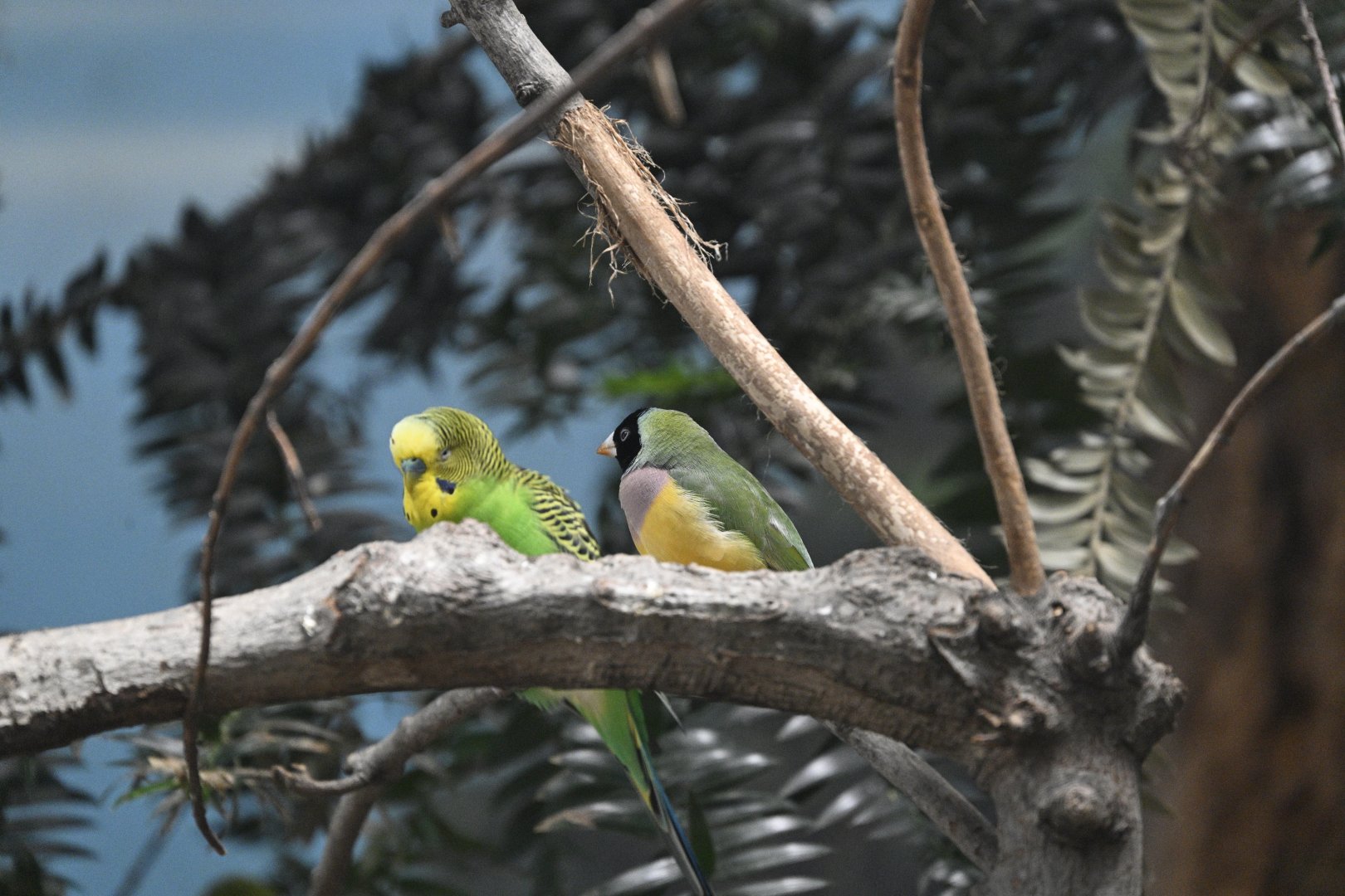 World of Birds - Budgerigar (Melopsittacus undulatus) and Gouldian Finch (Chloebia gouldiae)