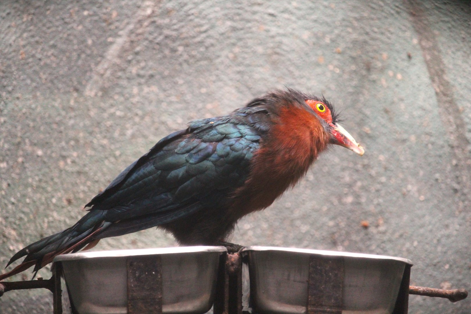 World of Birds - Chestnut-breasted Malkoha