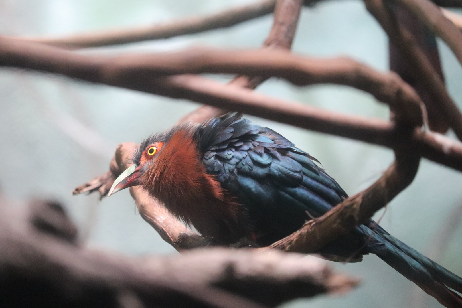 World of Birds - Chestnut-Breasted Malkoha