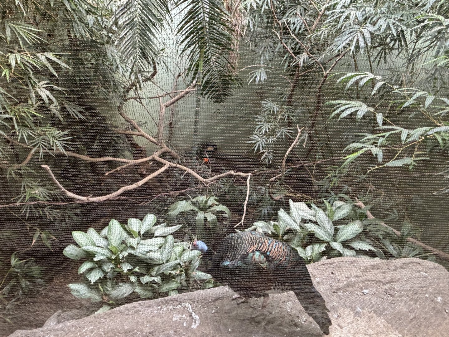 World of Birds- Cock-of-the-Rock/Turkey/Chachalaca/Aracari exhibit