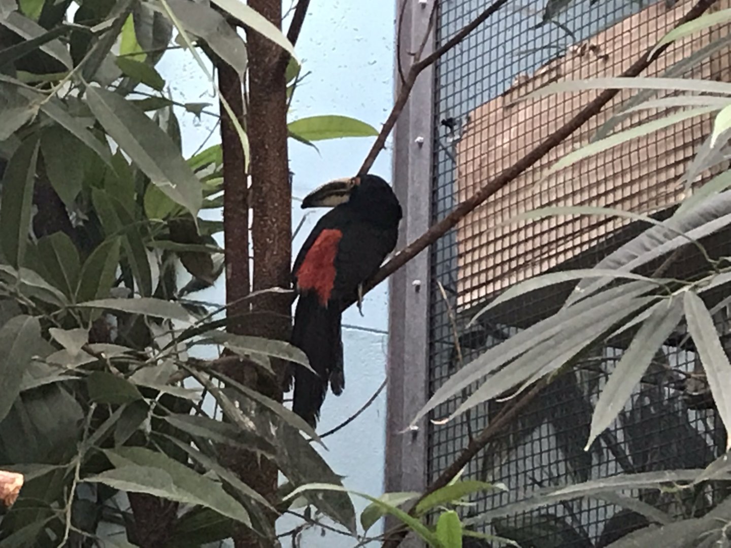 World of Birds - Collared aracari  290118