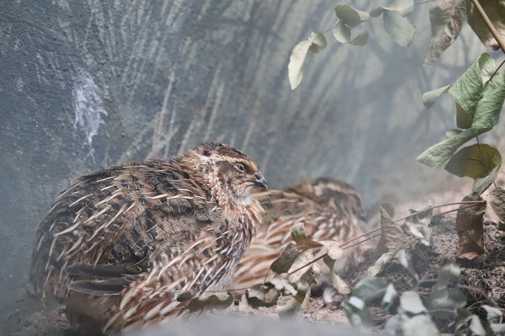 World of Birds - Common Quail