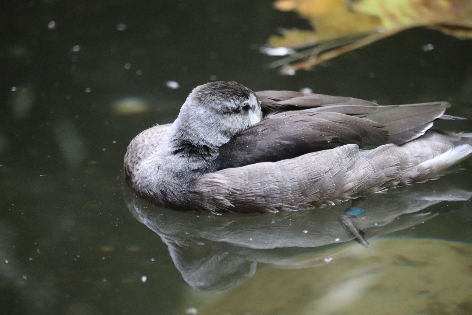 World of Birds - Cotton Pygmy Goose