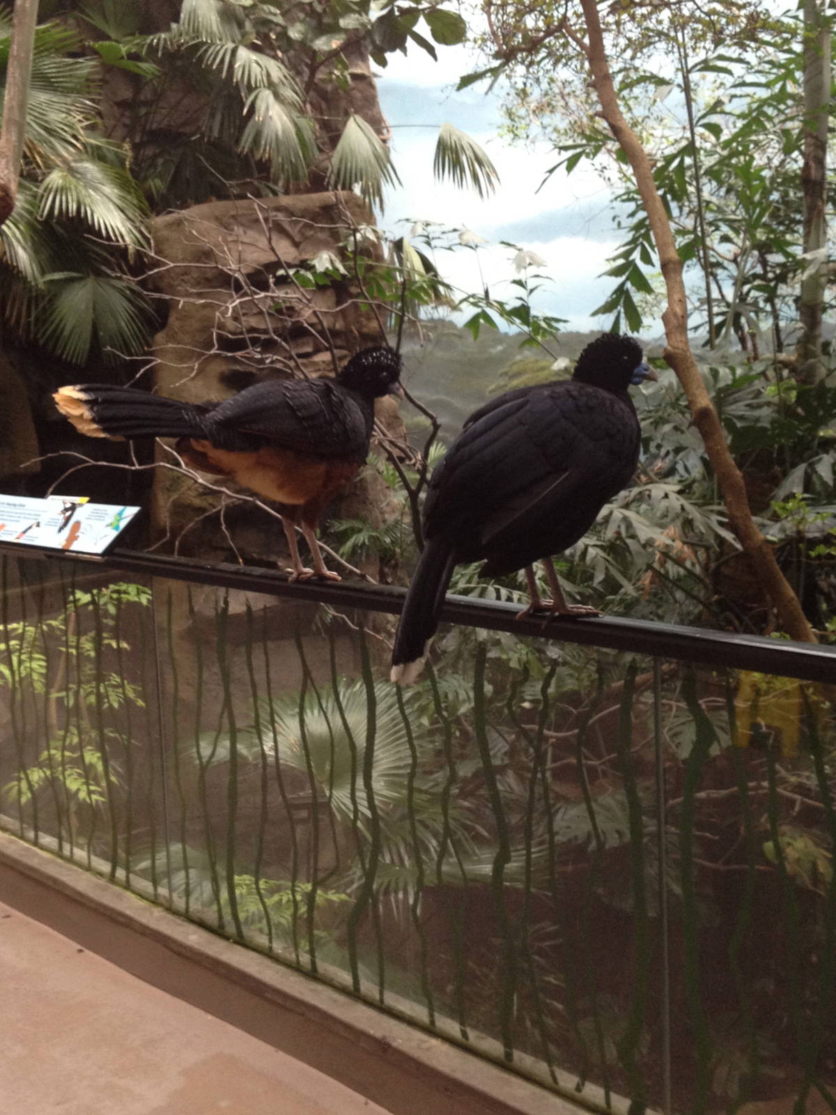 World of Birds - Curassows