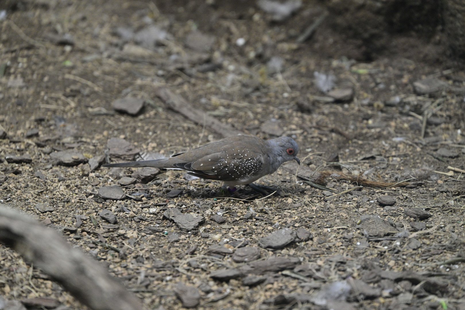 World of Birds - Diamond Dove (Geopelia cuneata)