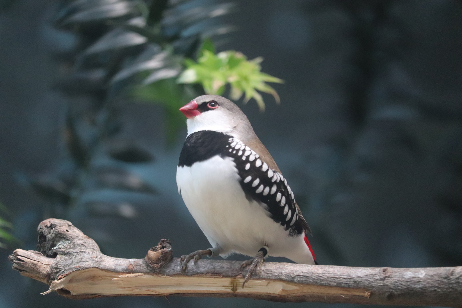 World of Birds - Diamond Firetail