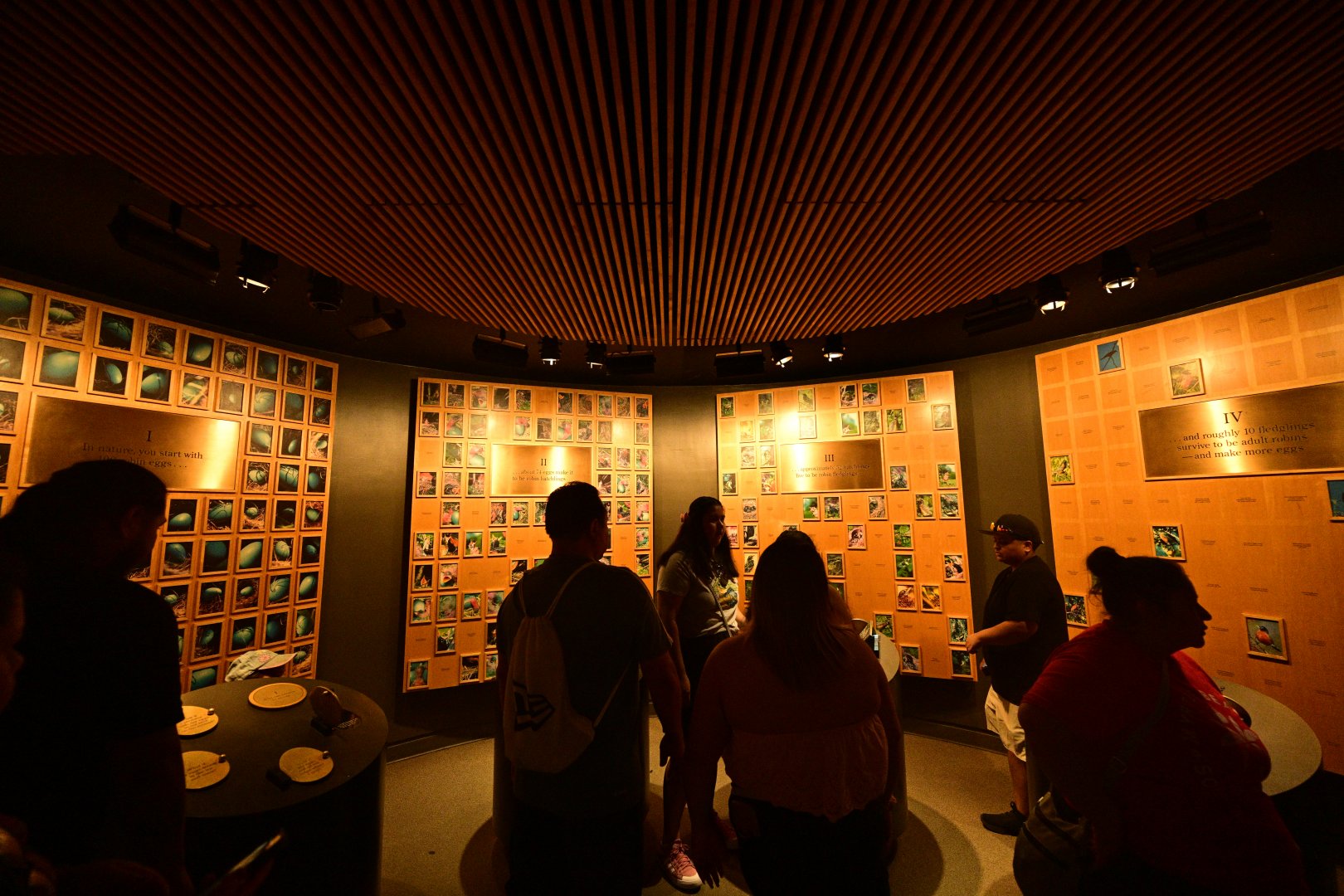 World of Birds - Egg/Hatchling Room