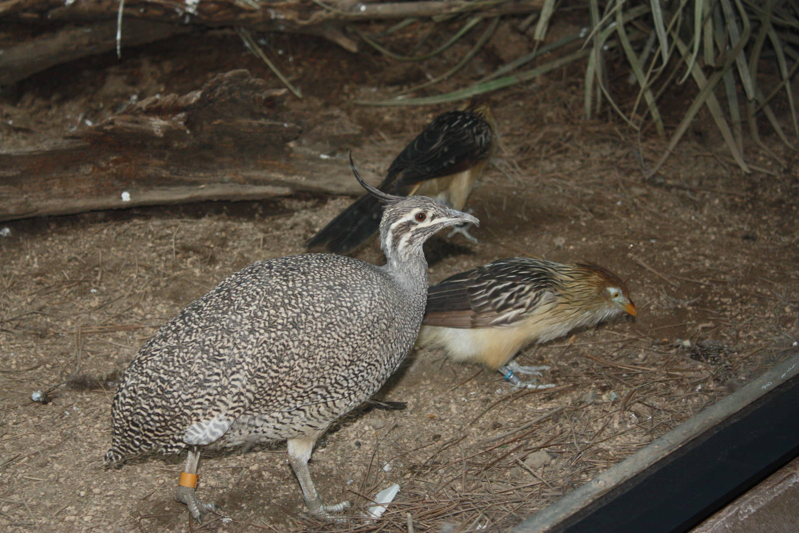 World of Birds- Elegant Crested Tinamou and Guira Cuckoo