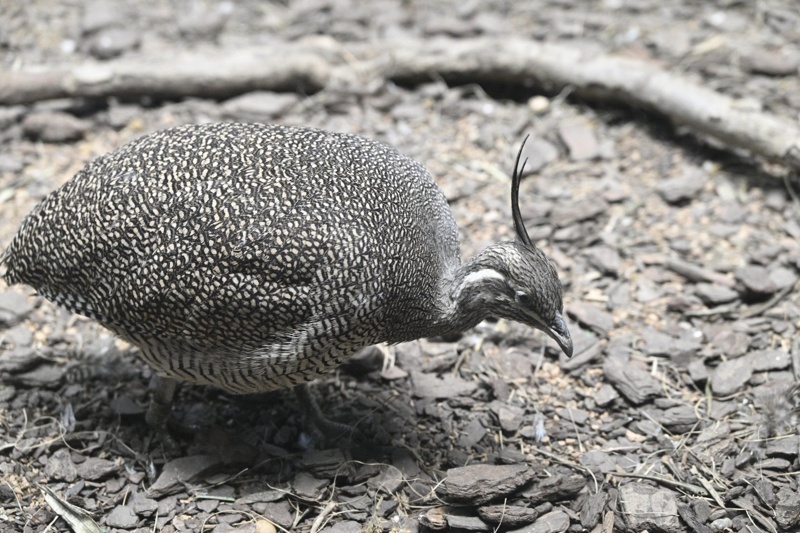World of Birds - Elegant Crested-Tinamou (Eudromia elegans)