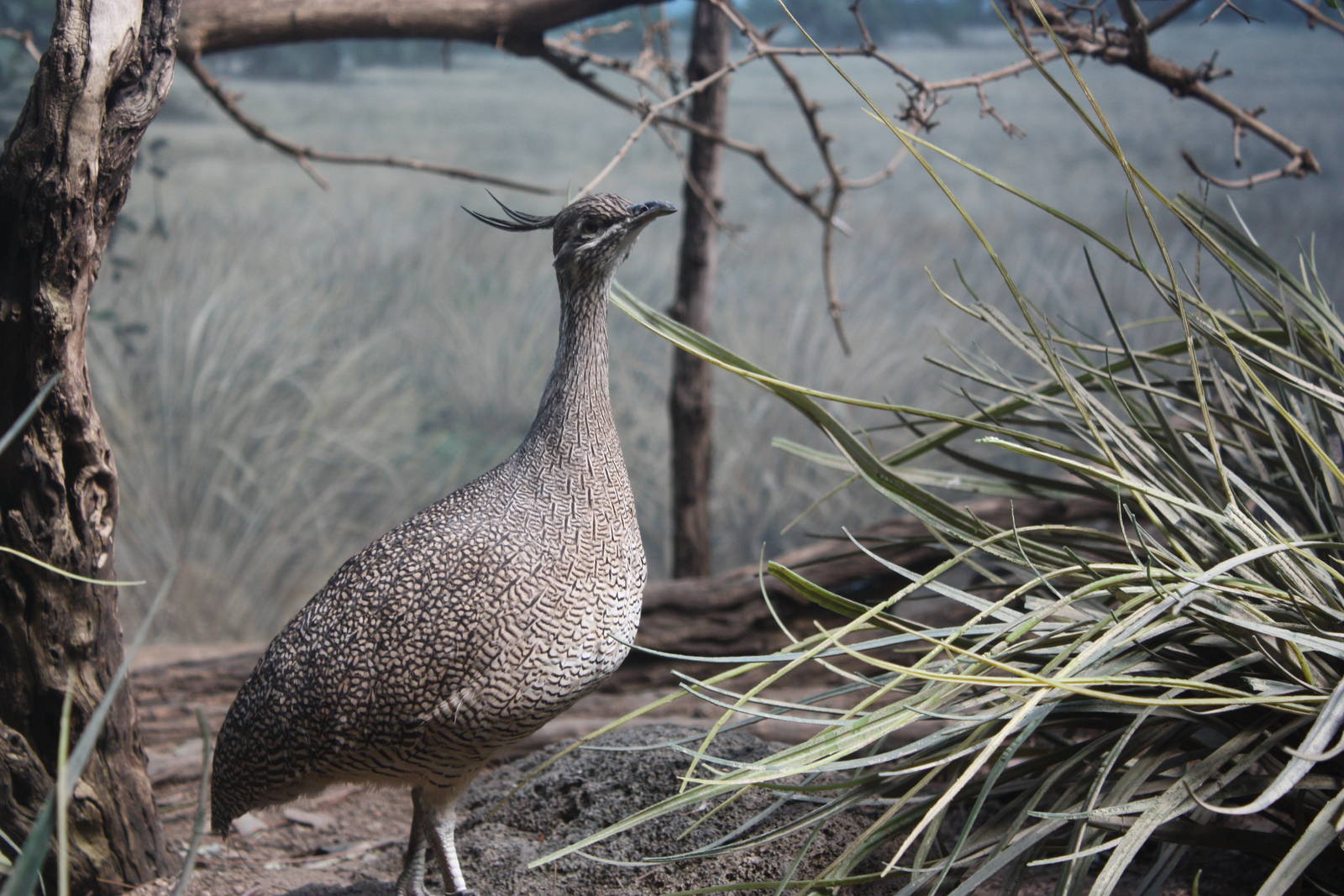 World of Birds- Elegant Crested Tinamou